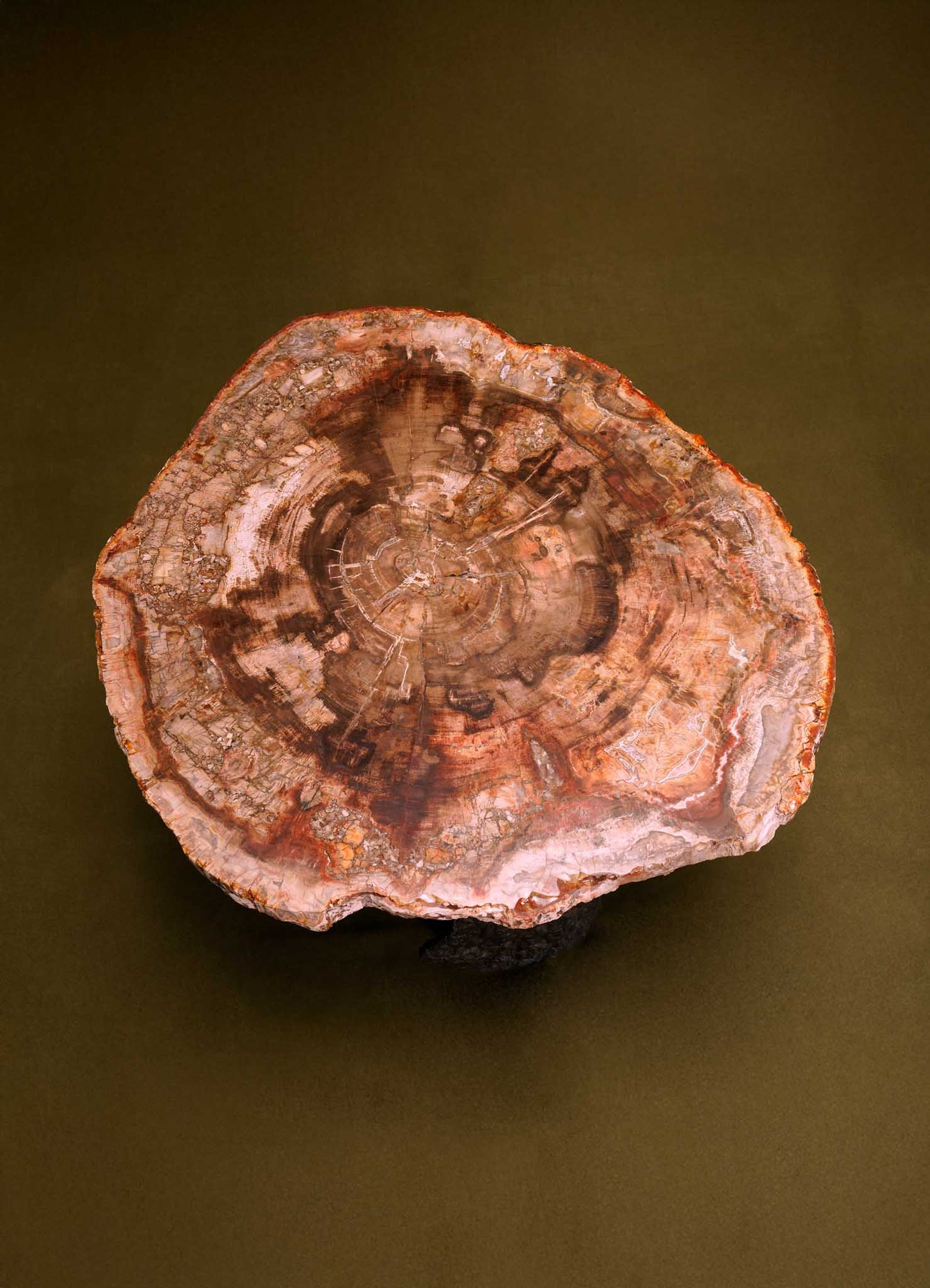 Table D'Appoint Fossil
